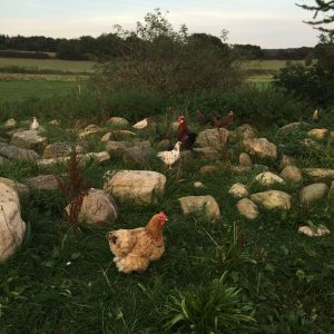fritgående høns, økologiske høns