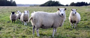 halvt økologisk lam, økologisk lam, økologisk lam kg pris, gårdsalg lam